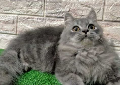 merawat kucing anggora abu abu  dilakukan secara rutin