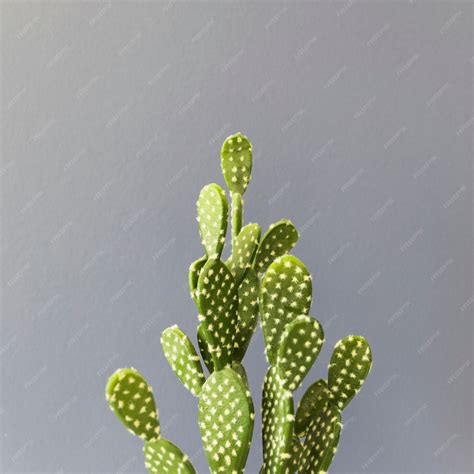 Free Photo | Office cactus