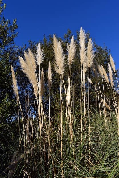 L Herbe De La Pampa Cortaderia Selloana Est Une Plante Envahissante