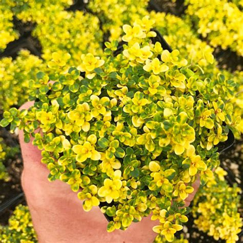 Тимьян (чабрец) Doone Valley контейнер 0. 5 л - купить с доставкой по ...