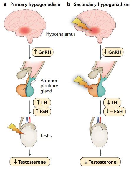 What is Testosterone? - TRT UK