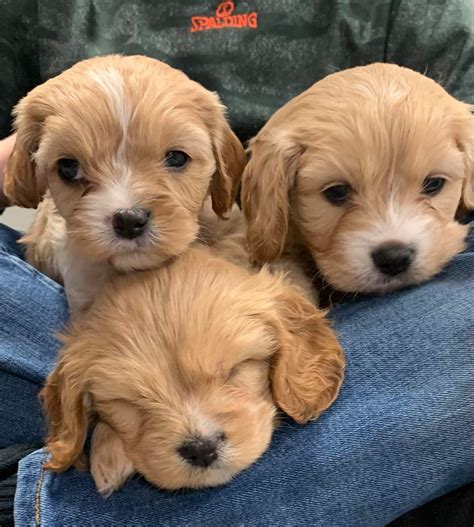 Jessies Puppies In Pennsylvania Cavapoo Puppies Good Dog