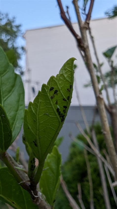 Outdoor Hibiscus, NJ. Scale or spider mites? I also live in an area