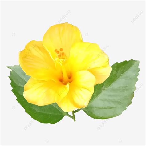 Fresh Yellow Hibiscus Flower Hibiscus Flowers Jobaful Png