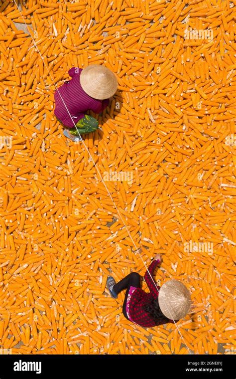 Drying Corn In The Sun Stock Photo Alamy