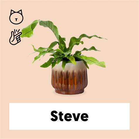 Microsorum Crocodyllus (S) | Krokodilfarn | Steve | Plantsome
