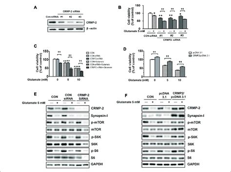 | Effect of CRMP-2-siRNA, CRMP-2-cDNA and glutamate on mTOR activity ...