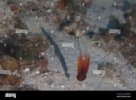 Scuba Diving Maldives Stock Photo Alamy