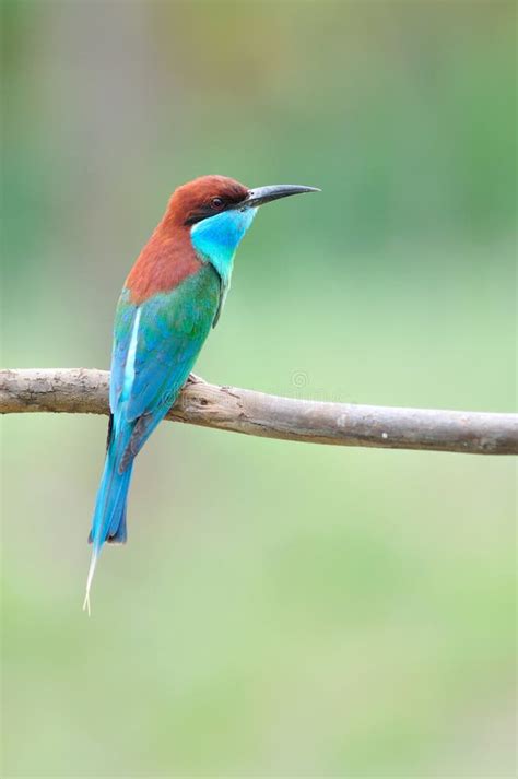 Blue Throated Bee Eater Bird Stock Photo Image Of Drongo Head 24814056