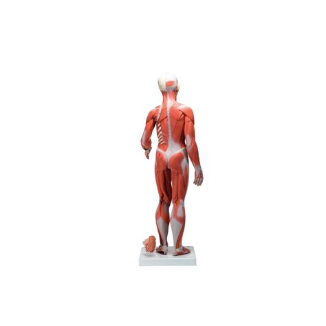 Life Size Complete Human Dual Sex Muscle Model Part B Smart Anatomy B