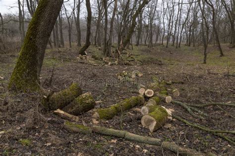 Pile Of Firewood In Nude Deciduous Forest Ukraine Stock Photo Image Of Background Outdoors