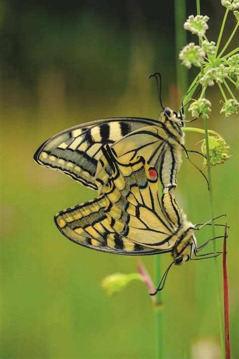 Sex Appeal la vie scandaleuse de la nature vous saurez tout de la sexualité des animaux