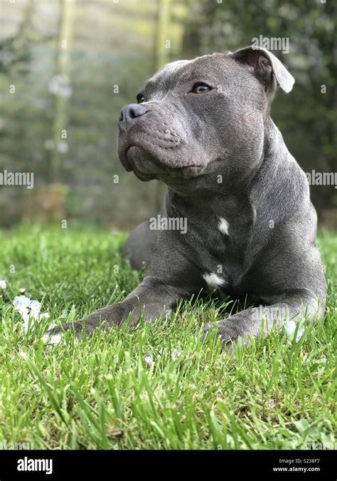 Whats The Difference Between An American Staffy And An English Staffy
