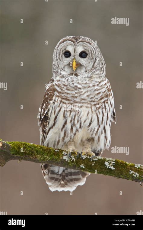 Barred Owl Strix Varia Perched On A Branch Stock Photo Alamy