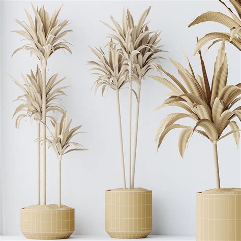 HousePlants Dracaena Warneckii Lemon Lime Cane Dragon Set02 3D model