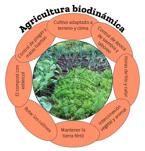 Agricultura biodinámica PREPARADOS de compost Aplicaciones Plantae