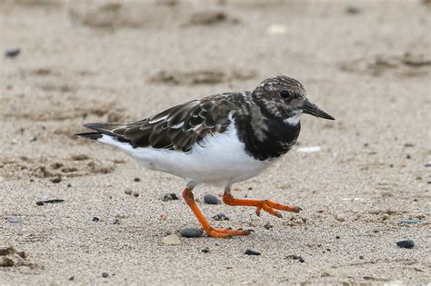 Turnstone Prestwick Beach Dougie Edmond Flickr