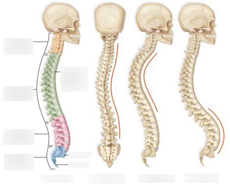 abnormalities   spinal column diagram quizlet
