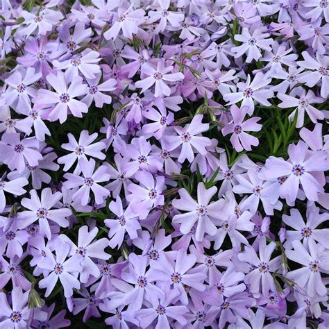 Emerald Blue Creeping Phlox Creeping Phlox Ground Cover Ground