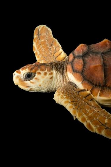 Loggerhead sea turtle, facts and photos