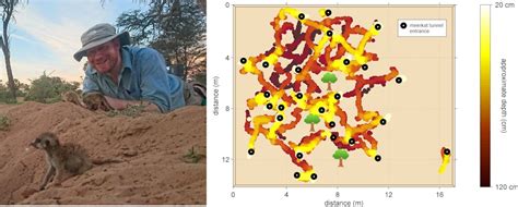 Meerkats: how we used radar to reveal the underground maze they call home