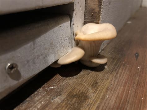 Mushrooms Growing In My House Rmildlyinteresting