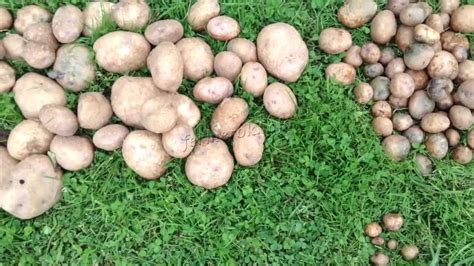 Картошка Синеглазка Описание Фото – Telegraph