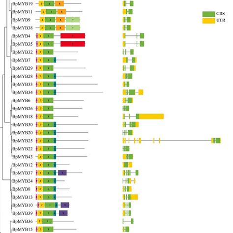 Gene Structures Of The Bpr R Myb Genes A The Phylogenetic Tree Of