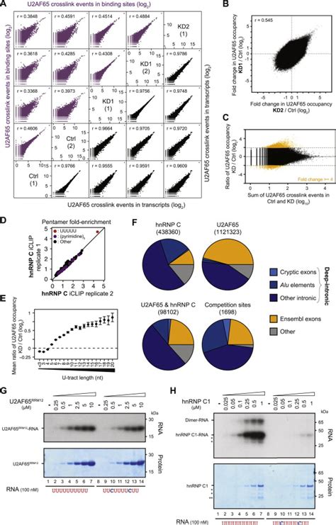 Hnrnp C Competes With U2af65 Binding At Long U Tracts And Cryptic