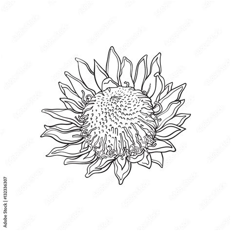 Single king protea, sketch style vector illustration isolated on white ...