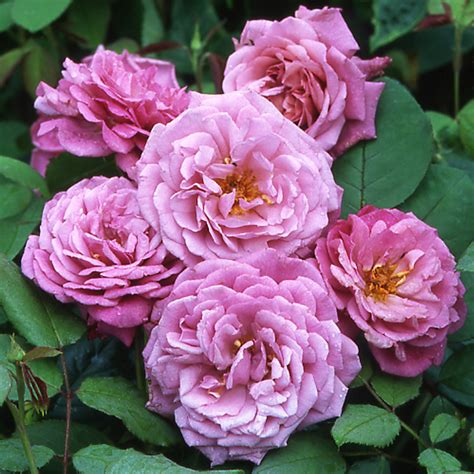 Роза Миранда Фото И Описание – Telegraph