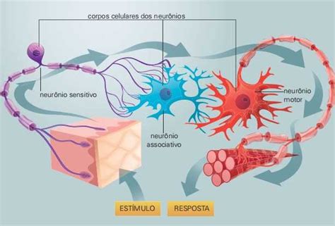 Função Do Tecido Nervoso - Características do Tecido Nervoso: função e histologia - Planeta Biologia