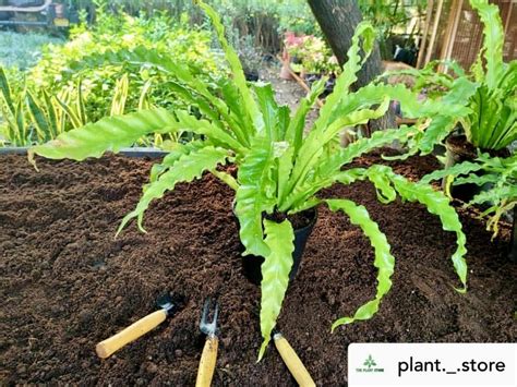 Birds Nest Fern Care Guide Key Tips For Lush Healthy Fronds