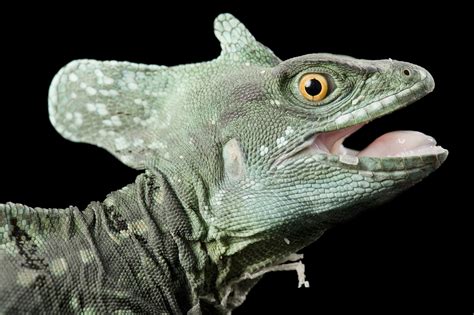 green basilisk lizard facts