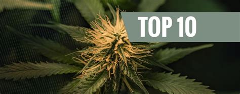 Las 10 Mejores Variedades De Marihuana Cheese Zamnesia Blog