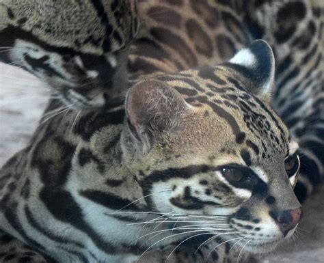 Ocelot Leopardus Pardalis Captive In Avaiary Enclosures Flickr