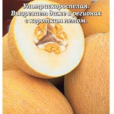 Дыня Титовка: описание и характеристики сорта, особенности посадки и ...
