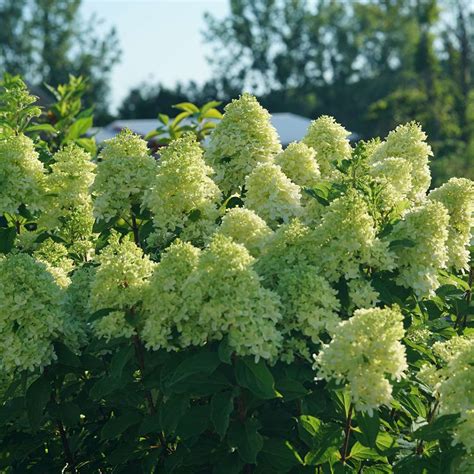 Limelight Prime Hydrangea Wholesale Liners Spring Meadow Nursery