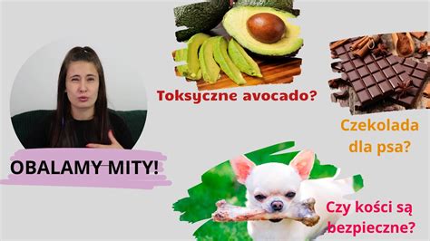 TOKSYCZNE AVOCADO i CZEKOLADA DLA PSÓW Obalamy żywieniowe mity