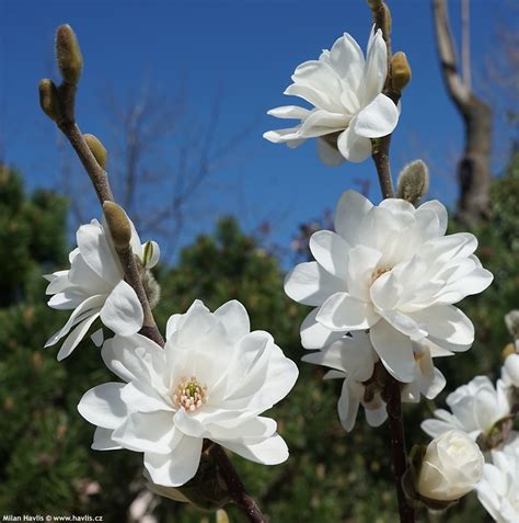 Magnolia X Loebneri Mags Pirouette De Vânzare Copaceiro