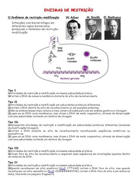 As Enzimas De Restrição Podem Ser Chamadas De - Aula - Enzimas de Restrição | PDF | Enzima de restrição | DNA