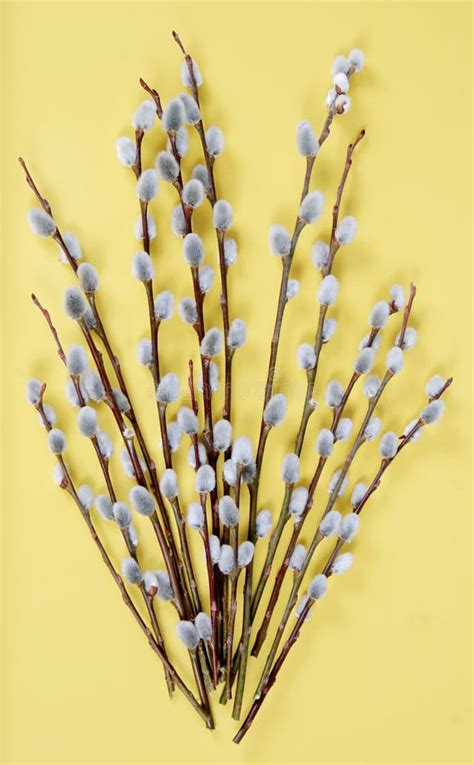 Salici Di Pussy Su Colore Giallo Fotografia Stock Immagine Di Decorazione Cinese 4797162