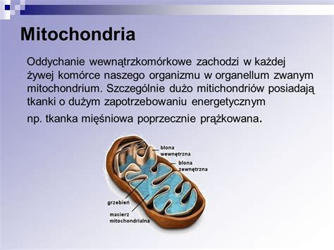 2 36 Budowa i funkcje układu oddechowego ppt video online pobierz