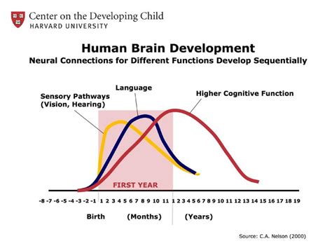 1 Human Brain Development Download Scientific Diagram