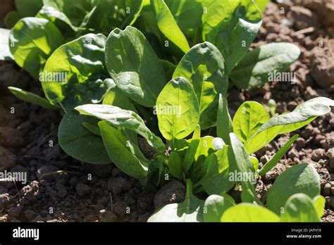 Young Leaves Of Spinachsprouts Spinach Growing In Garden Green Shoots