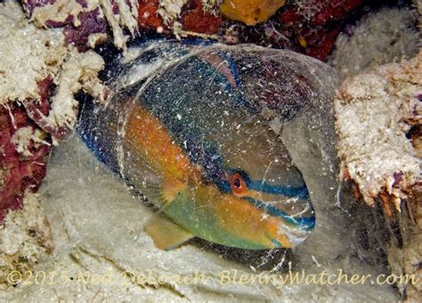 Parrotfish Cocoon | The Blenny Watcher Blog