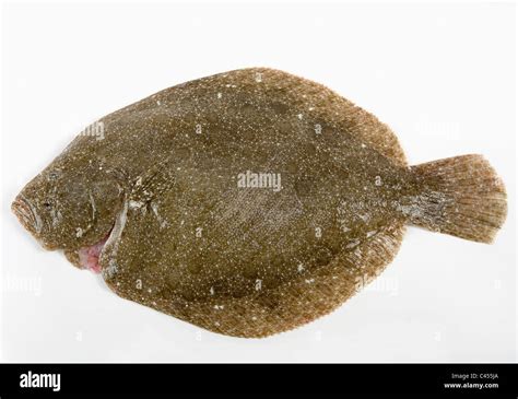 Brill fish hi-res stock photography and images - Alamy