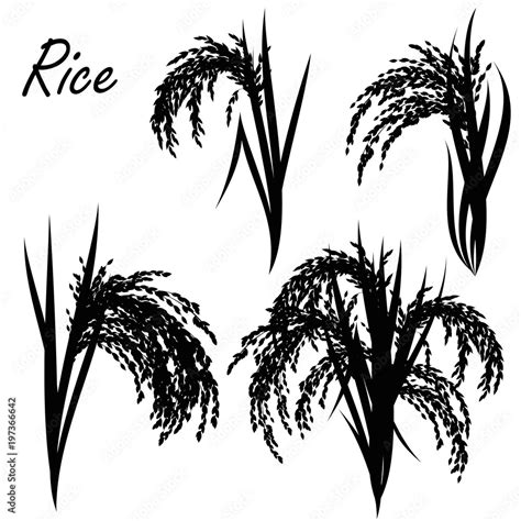 Rice Oryza Sativa Asian Rice Set Of Hand Drawn Realistic Vector