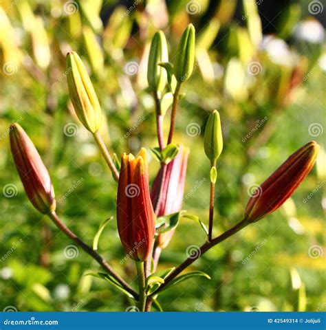 Lily buds stock photo. Image of horizontal, stem, lily - 42549314