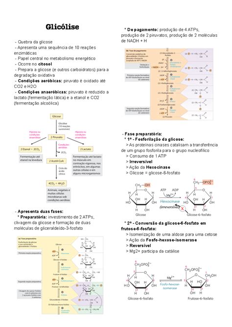 Tipos De Glicolise - Glicólise (pdf) - Introdução A glicose é glicogênese - Glicólise Quebra ...